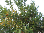 Grapefruit Tree Photo