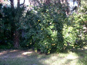 Grapefruit Tree