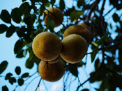 Grapefruit Tree Image