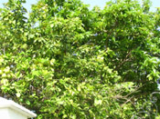 Grapefruit Tree Picture