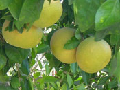 Grapefruit On Tree