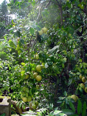 Grapefruit Tree Photo