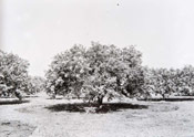 Grapefruit Tree