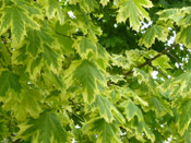 green maple leaves