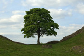 green sycamore tree