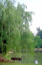 green willow tree