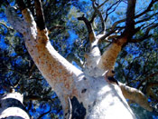 Gum Tree Picture