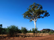 Gum Tree