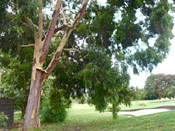 Gum Tree Image