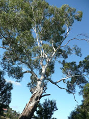 Gum Tree Picture