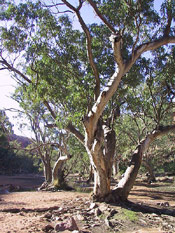 Gum Tree Photo