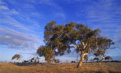 Gum Tree