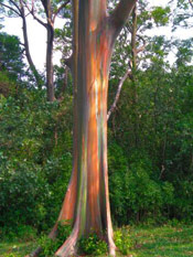 Gum Tree Picture