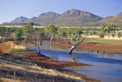 Gum Trees