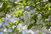 halesia carolina silverbell