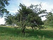 Hawthorn Tree