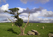 Hawthorn Tree