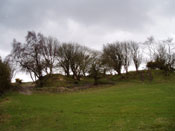 Hawthorn Trees