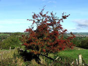 Hawthorn Tree