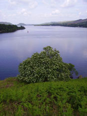 Hawthorn Tree Picture