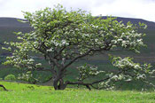 Hawthorn Tree Photo