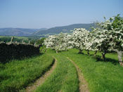 hawthorn trees