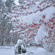 Hawthorn Tree Winter