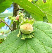 Hazelnut Tree Picture