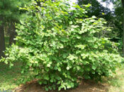 Hazelnut Tree Photo