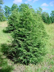 Canadian Hemlock