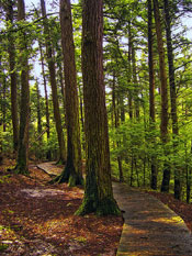 Hemlock Trees