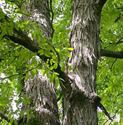 Hickory Shellbark