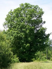 Hickory Tree Pic