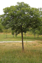Hickory Nut Tree