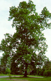 Hickory Tree