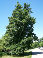 Hickory Tree