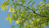 honey locust tree