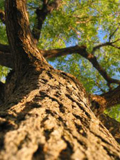 honey locust tree