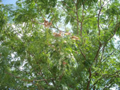 honey locust tree