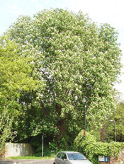 horse chestnut