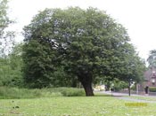 horse chestnut tree