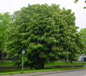 horse chestnut tree