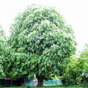 horse chestnut