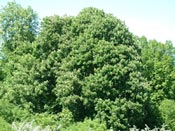 horse chestnut tree