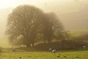 Tree Photography, Horse Chestnut Tree Image