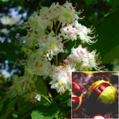 horse chestnut