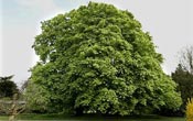 horse chestnut