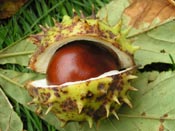 horse chestnut fruit