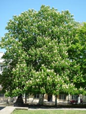 horse chestnut pic