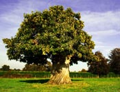 horse chestnut tree